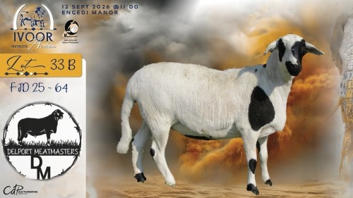 1 X MEATMASTER RECORDED PREGNANT EWE COIS & PIET DELPORT - Delport Meatmasters - Wesselsbron , Vrystaat