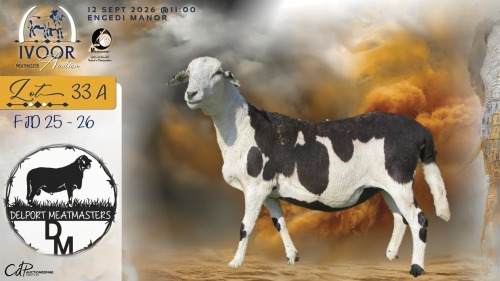 1 X MEATMASTER RECORDED PREGNANT EWE COIS & PIET DELPORT - Delport Meatmasters - Wesselsbron , Vrystaat