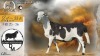 1 X MEATMASTER RECORDED PREGNANT EWE COIS & PIET DELPORT - Delport Meatmasters - Wesselsbron , Vrystaat