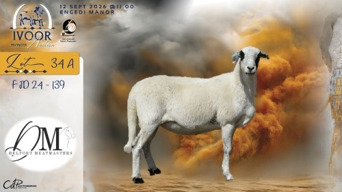 1 X MEATMASTER RECORDED EWE COIS & PIET DELPORT - Delport Meatmasters - Wesselsbron , Vrystaat