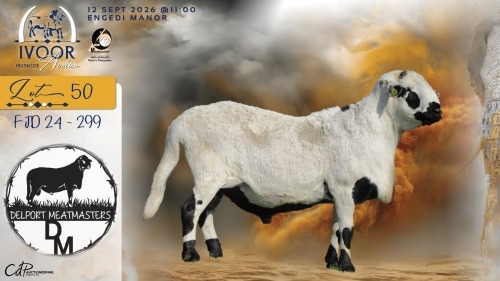 1 X MEATMASTER RECORDED RAM COIS & PIET DELPORT - Delport Meatmasters - Wesselsbron , Vrystaat