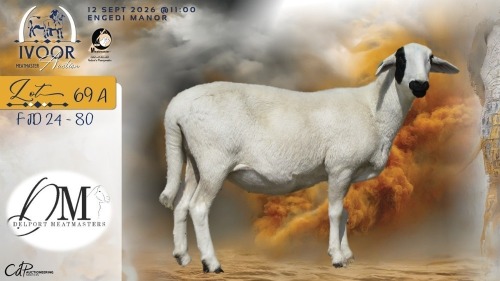 1 X MEATMASTER RECORDED PREGNANT EWE COIS & PIET DELPORT - Delport Meatmasters - Wesselsbron , Vrystaat