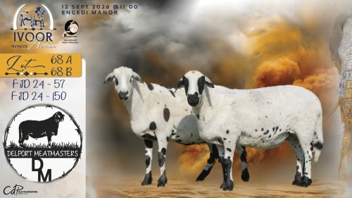 WITHDRAWN - 1 X MEATMASTER RECORDED EWE COIS & PIET DELPORT - Delport Meatmasters - Wesselsbron , Vrystaat