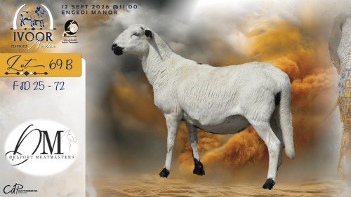 WITHDRAWN - 1 X MEATMASTER RECORDED EWE COIS & PIET DELPORT - Delport Meatmasters - Wesselsbron , Vrystaat