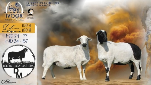 1 X MEATMASTER RECORDED PREGNANT EWE COIS & PIET DELPORT - Delport Meatmasters - Wesselsbron , Vrystaat