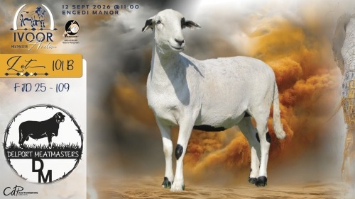 1 X MEATMASTER RECORDED PREGNANT EWE COIS & PIET DELPORT - Delport Meatmasters - Wesselsbron , Vrystaat