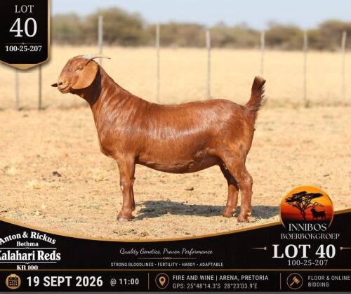 1 X KALAHARI RED STUD DOE Anton & Rickus Bothma