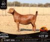 1 X KALAHARI RED STUD DOE Anton & Rickus Bothma
