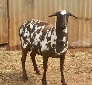 1 X OOI/EWE MEATMASTER B3GENETICS PTY LTD