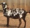 1 X OOI/EWE MEATMASTER B3GENETICS PTY LTD - 2