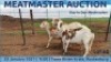 LOT 60 4X MEATMASTER OOI/EWE DAY TO DAY MEATMASTERS - 2