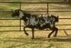 1 X OOI/EWE MEATMASTER B3GENETICS PTY LTD - 4
