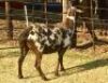 1 X OOI/EWE MEATMASTER B3GENETICS PTY LTD - 5