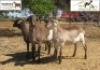 3 X OOI/EWE MEATMASTER KLIPKUIL MEATMASTERS (PER PIECE TO TAKE THE LOT)