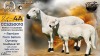 1+1 X MEATMASTER RECORDED EWE STAFFORD COLLEN - Collen Boerdery - Vryburg, Noord Wes