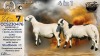 1+1 X MEATMASTER RECORDED PREGNANT EWE STAFFORD COLLEN - Collen Boerdery - Vryburg, Noord Wes