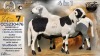 1+1 X MEATMASTER RECORDED PREGNANT EWE STAFFORD COLLEN - Collen Boerdery - Vryburg, Noord Wes - 2