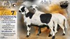 1+1 X MEATMASTER RECORDED PREGNANT EWE STAFFORD COLLEN - Collen Boerdery - Vryburg, Noord Wes - 3