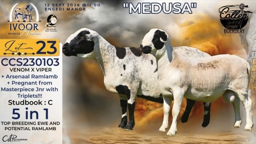 1+1 X MEATMASTER RECORDED PREGNANT EWE STAFFORD COLLEN - Collen Boerdery - Vryburg, Noord Wes