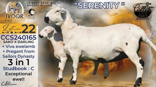 1+1 X MEATMASTER RECORDED PREGNANT EWE STAFFORD COLLEN - Collen Boerdery - Vryburg, Noord Wes