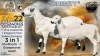 1+1 X MEATMASTER RECORDED PREGNANT EWE STAFFORD COLLEN - Collen Boerdery - Vryburg, Noord Wes - 2