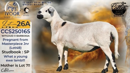1 X MEATMASTER RECORDED PREGNANT EWE STAFFORD COLLEN - Collen Boerdery - Vryburg, Noord Wes
