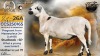 1 X MEATMASTER RECORDED PREGNANT EWE STAFFORD COLLEN - Collen Boerdery - Vryburg, Noord Wes
