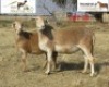 2 + 2 X OOI/EWE MEATMASTER KLI (PER PIECE TO TAKE THE LOT)PKUIL MEATMASTERS