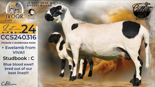 1+1 X MEATMASTER RECORDED EWE STAFFORD COLLEN - Collen Boerdery - Vryburg, Noord Wes