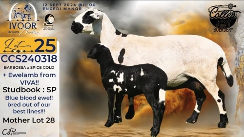 1+1 X MEATMASTER RECORDED EWE STAFFORD COLLEN - Collen Boerdery - Vryburg, Noord Wes