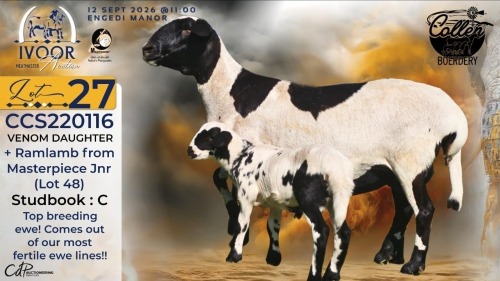 1+1 X MEATMASTER RECORDED EWE STAFFORD COLLEN - Collen Boerdery - Vryburg, Noord Wes