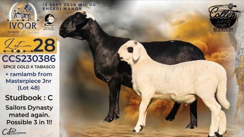 1+1 X MEATMASTER RECORDED EWE STAFFORD COLLEN - Collen Boerdery - Vryburg, Noord Wes