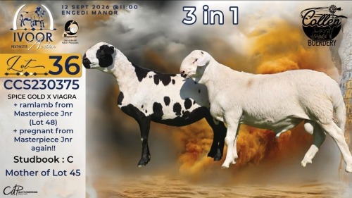 1+1 X MEATMASTER RECORDED PREGNANT EWE STAFFORD COLLEN - Collen Boerdery - Vryburg, Noord Wes
