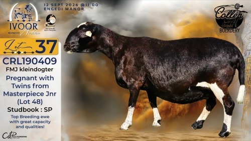 1 X MEATMASTER RECORDED PREGNANT EWE STAFFORD COLLEN - Collen Boerdery - Vryburg, Noord Wes