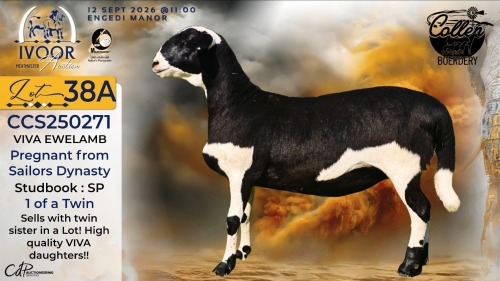 1 X MEATMASTER RECORDED PREGNANT EWE STAFFORD COLLEN - Collen Boerdery - Vryburg, Noord Wes