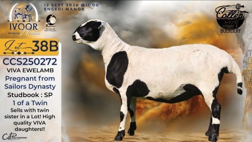 WITHDRAWN - 1 X MEATMASTER RECORDED EWE STAFFORD COLLEN - Collen Boerdery - Vryburg, Noord Wes