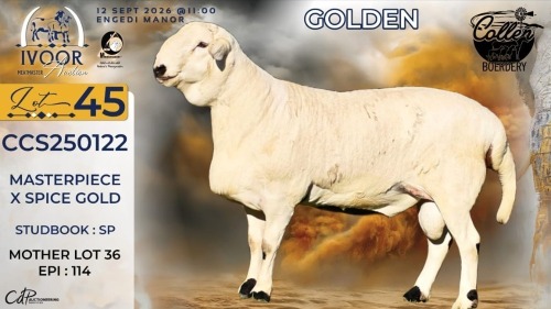 WITHDRAWN - 1 X MEATMASTER RECORDED RAM STAFFORD COLLEN - Collen Boerdery - Vryburg, Noord Wes