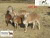 2 + 2 X OOI/EWE MEATMASTER KLI (PER PIECE TO TAKE THE LOT)PKUIL MEATMASTERS - 2