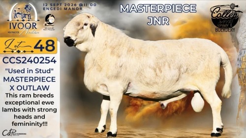 1 X MEATMASTER RECORDED RAM STAFFORD COLLEN - Collen Boerdery - Vryburg, Noord Wes