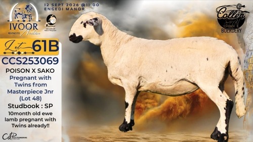 1 X MEATMASTER RECORDED PREGNANT EWE STAFFORD COLLEN - Collen Boerdery - Vryburg, Noord Wes