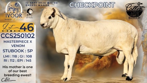 1 X MEATMASTER RECORDED RAM STAFFORD COLLEN - Collen Boerdery - Vryburg, Noord Wes