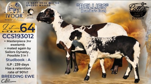 1+1 X MEATMASTER RECORDED EWE STAFFORD COLLEN - Collen Boerdery - Vryburg, Noord Wes