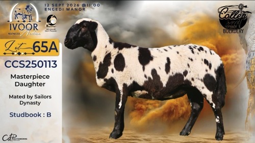 1 X MEATMASTER RECORDED EWE STAFFORD COLLEN - Collen Boerdery - Vryburg, Noord Wes