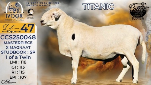 1 X MEATMASTER RECORDED RAM STAFFORD COLLEN - Collen Boerdery - Vryburg, Noord Wes