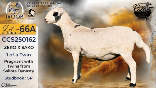 WITHDRAWN - 1 X MEATMASTER RECORDED EWE STAFFORD COLLEN - Collen Boerdery - Vryburg, Noord Wes