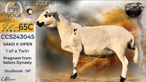 WITHDRAWN - 1 X MEATMASTER RECORDED EWE STAFFORD COLLEN - Collen Boerdery - Vryburg, Noord Wes