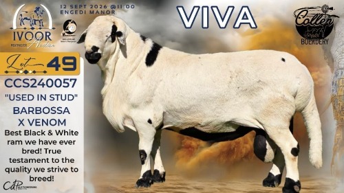 1 X MEATMASTER RECORDED RAM STAFFORD COLLEN - Collen Boerdery - Vryburg, Noord Wes