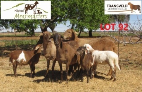 3 + 3 X OOI/EWE MEATMASTER KLIPKUIL MEATMASTERS (PER PIECE TO TAKE THE LOT)