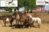 3 + 3 X OOI/EWE MEATMASTER KLIPKUIL MEATMASTERS (PER PIECE TO TAKE THE LOT)