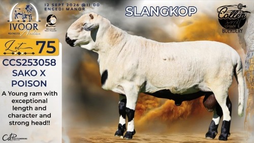 1 X MEATMASTER RECORDED RAM STAFFORD COLLEN - Collen Boerdery - Vryburg, Noord Wes